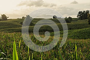 Corn on the stalk in the field on rain season