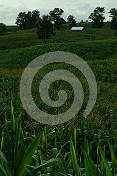 Corn on the stalk in the field on rain season