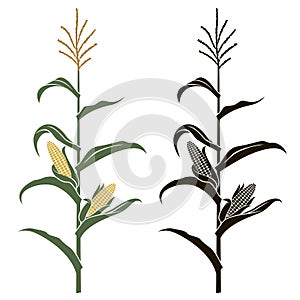 Corn stalk illustrations