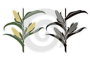 Corn stalk illustrations