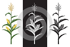 corn stalk illustrations