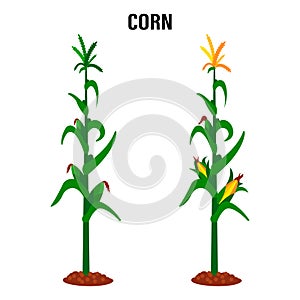 Corn stalk. Isolated corn on white background