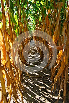 Corn stalk Maze aisle