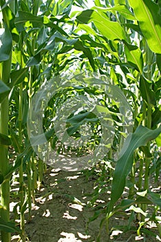 Corn Stalk Rows