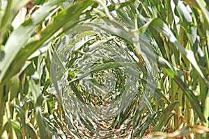 Corn Stalk Trail or tunnel