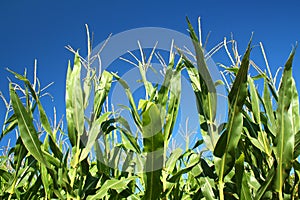 Corn stalks