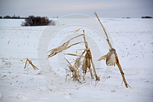 Corn stalks on a blustery winter day