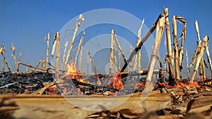 Corn Stalks Burning in a Field