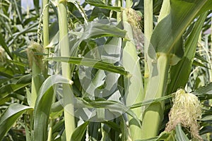 Corn stalks and corn in a garden photo
