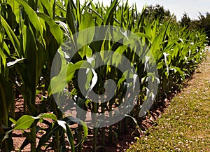 Corn stalks in a cornfiled