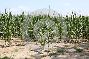 Corn stalks in dry earth