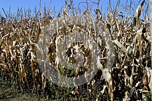 Corn Stalks in Field in Fall    602967
