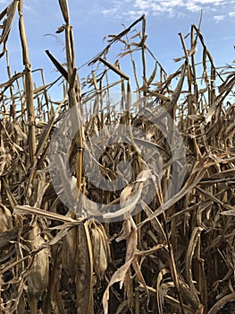 Corn stalks in front of a blue sky