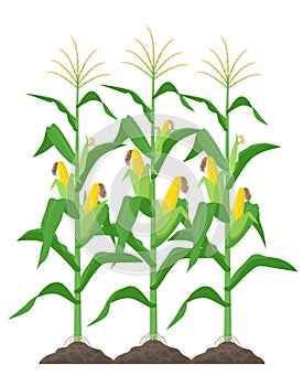 Corn stalks isolated on white background. Green corn plants on the field vector illustration in flat design.