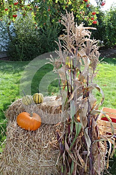 Corn stalks and pumpkins on hay bales