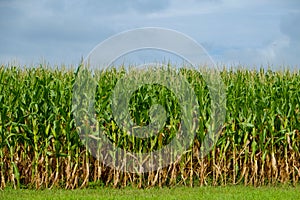 Corn Stalks ready for picking