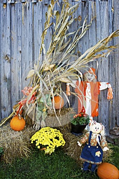 Corn Stalks and scarecrows decorate the side of a country barn.