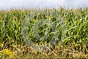 Corn stalks at side of a cornfield