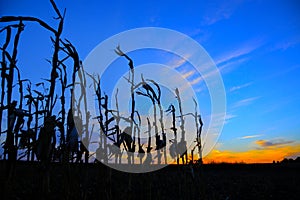 Corn stalks silhouetted at sunset