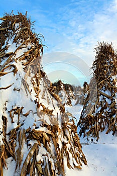 Corn standing in teepee shape drying out over the winter at sunset with fresh snow