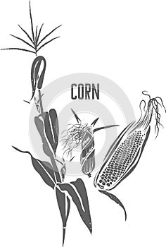 Corn stem and corn cobs vector illustration