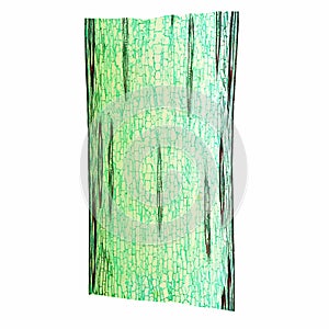 Corn stem micrograph