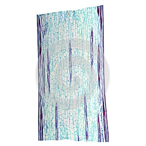 Corn stem micrograph