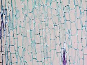 Corn stem micrograph