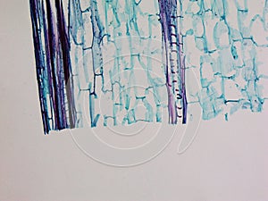 Corn stem micrograph