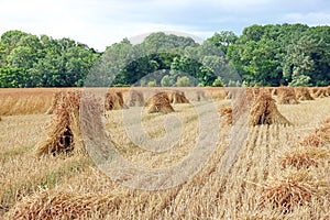 Corn stooks or sheaves standing in a field.