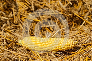 Corn on the straw, harvest season