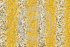 Corn with stripes of delicious air popcorn successively texture natural pattern