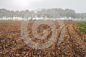 Corn stubble field on a misty morning in the fall season