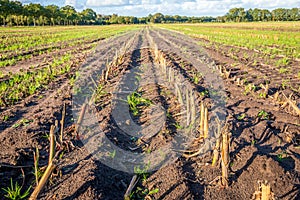 Corn stubble field on a sunny autumn day