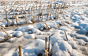 Corn stubble in the snow from close