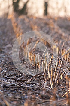 Corn stubbles in the flemish country side.