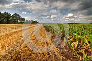 Corn stubbles and sugar beet