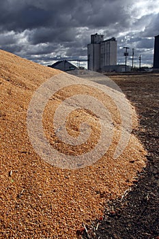 Corn Surplus and Elevator