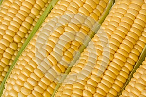 Corn or sweetcorn on the cob closeup