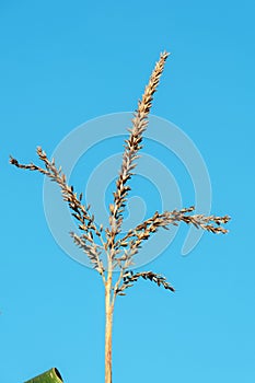 Corn Tassel Against Blue Sky