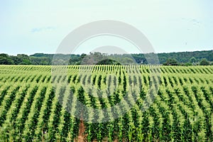 Corn Tassel Rows