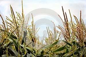 Corn tassel sway in the late summer breeze