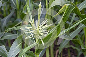 Corn tassels on a corn plant