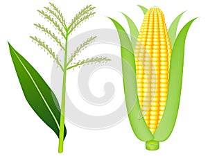 Corn tassels and ears of ripe corn on white background.