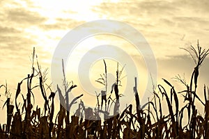 Corn Tassels at Sunset photo