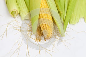 Corn with with tender-green shell.