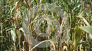 the corn tree is ready to be harvested