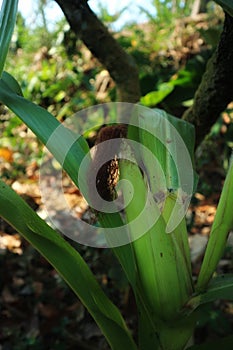corn tree with young fruit in the garden
