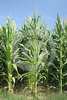 Corn trees