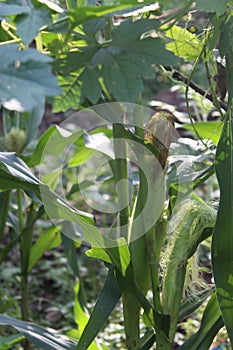 Corn trees begin to bear fruit in the garden